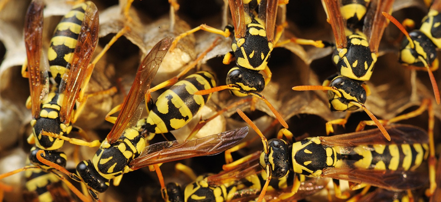 Destruction de nid de guêpes Danjoutin