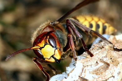 Nid de frelons Destruction nid de guêpes et frelons Épinal