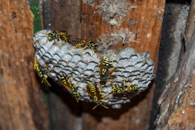 Nid de guêpes Destruction nid de guêpes et frelons Bron