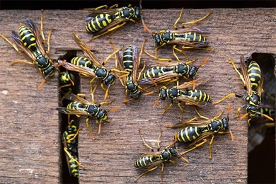 Nid de Guêpes Destruction Nid de Guêpes et Frelons Auvergne-Rhône-Alpes