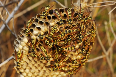 Nid de guêpes Destruction nid de guêpes et frelons Ambérieu-en-Bugey