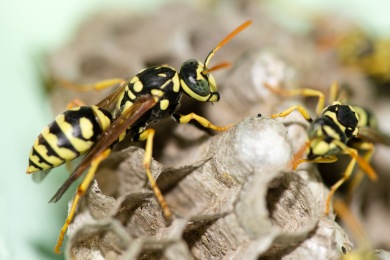 Nid de guêpes Destruction nid de guêpes et frelons Le Teil